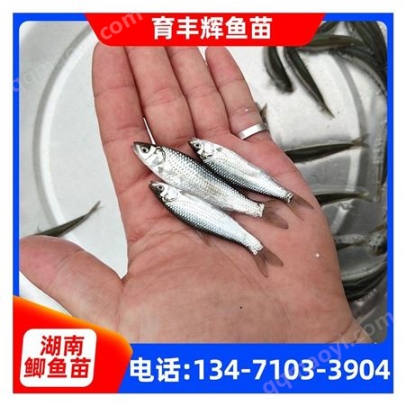 湖南鲫鱼苗批发厂家 鲫鱼苗现货直销供应 养殖基地发货