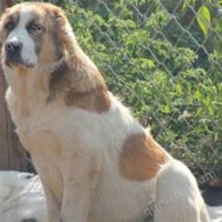大型养殖中亚牧羊犬 成年宠物犬 看家护院 提供技术支持
