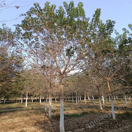 五角楓 5公分 8公分 10公分元寶楓 抗旱耐寒風(fēng)景樹 恒藍苗圃
