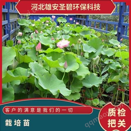 一丈青 荷花苗生产基地 精品观赏型 带芽发货 专业培育水生植物